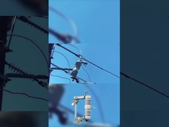 การตัดไฟฟิวส์ที่มีคุณภาพสูง 40.5 kv โพลีเมอร์หรือเซรามิก